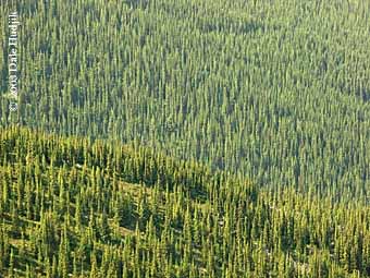 Mountain Forest