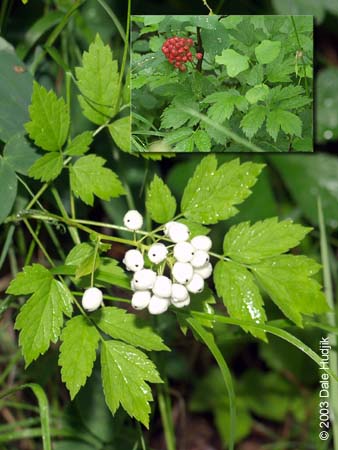 Actaea rubra (Red and White Baneberry)