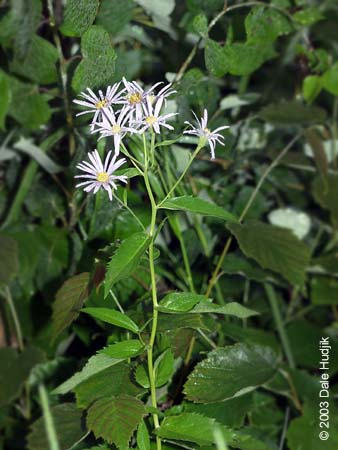 Aster conspicuus (Showy Aster)