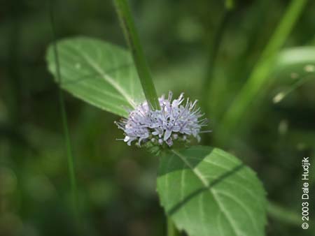 Mentha arvensis (Wild Mint)