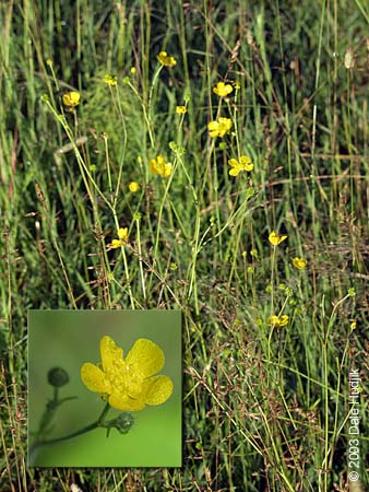 Ranunculus acris (Tall Buttercup)
