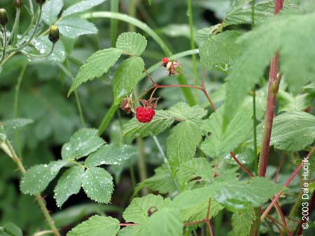  Rubus idaeus (Raspberry)