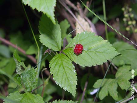 Rubus pubescens (Dewberry)