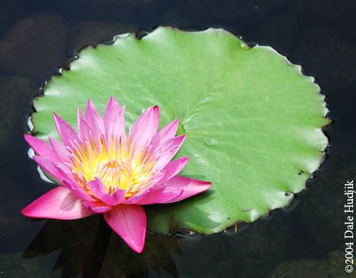 Water Lily Flower