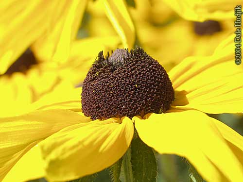 A Golden Flower