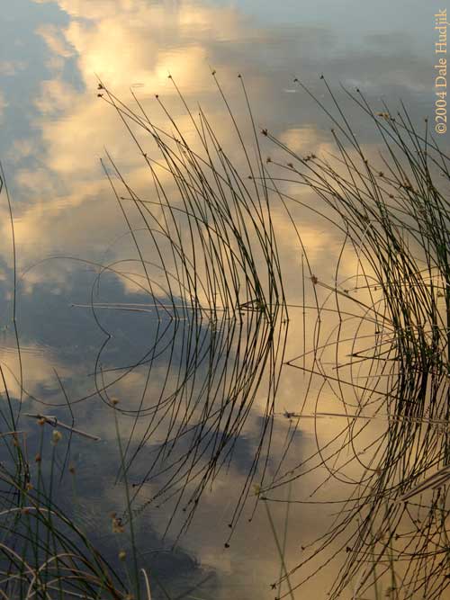 Reeds in Water