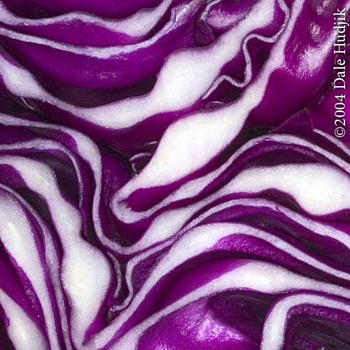 Purple Cabbage