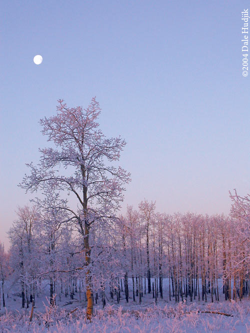 Trees in Sunrise