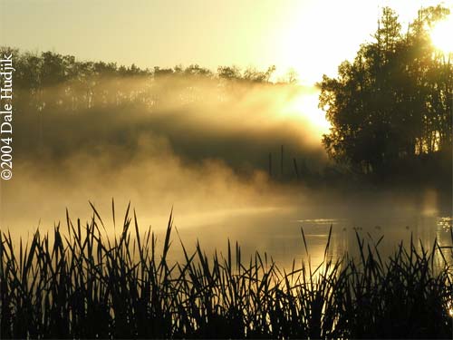 Pond