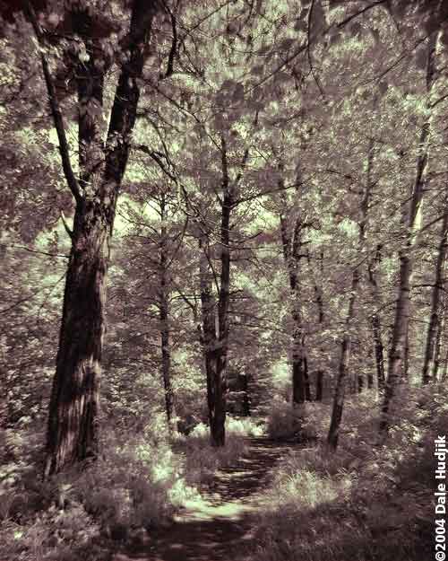 Infrared Forest Path