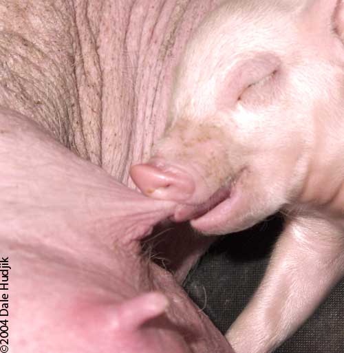 Mother Pig Nursing Piglet