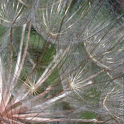 goats beard