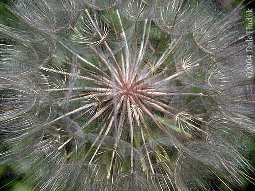 goats beard