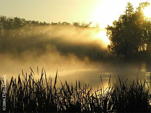 Sunlight over Pond