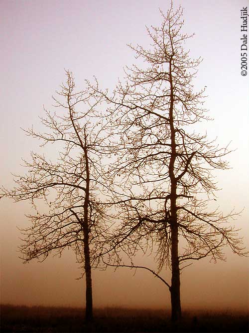 silhouette of trees