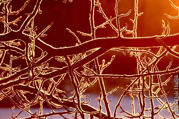 frosty branches