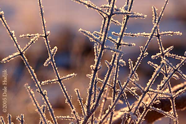 frosty branches