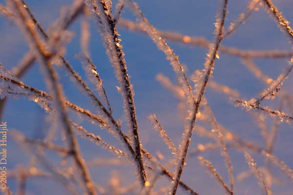 frosty branches