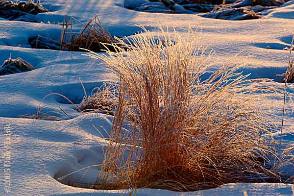 frosty grass