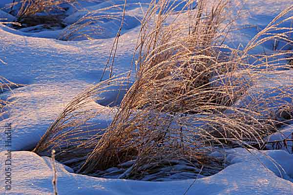 frosty grass