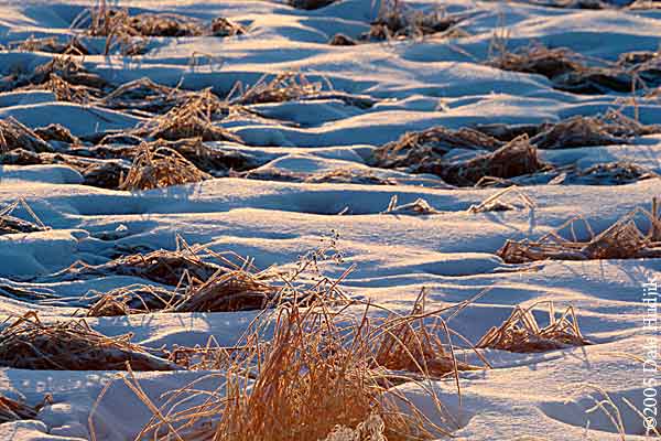 frosty grass