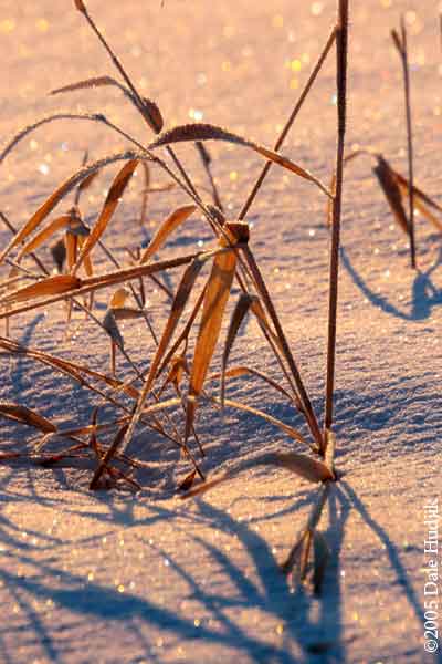 frosty grass