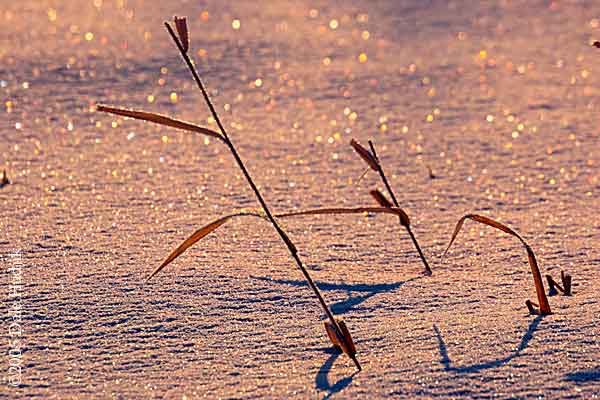 frosty grass