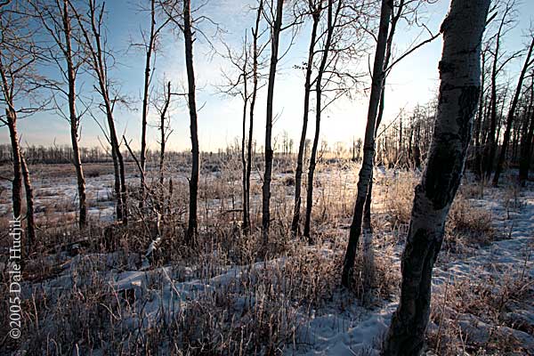 frosty forest