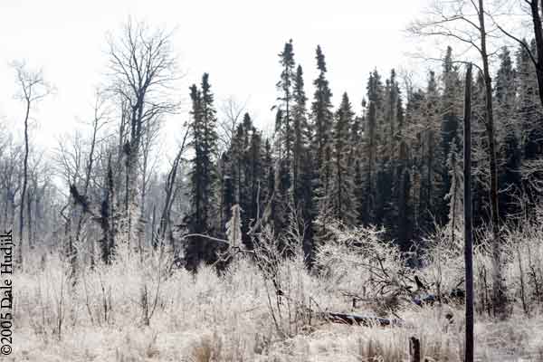 frosty forest