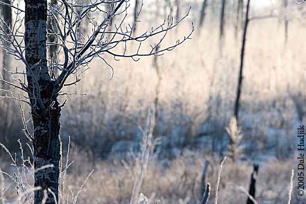 frosty forest