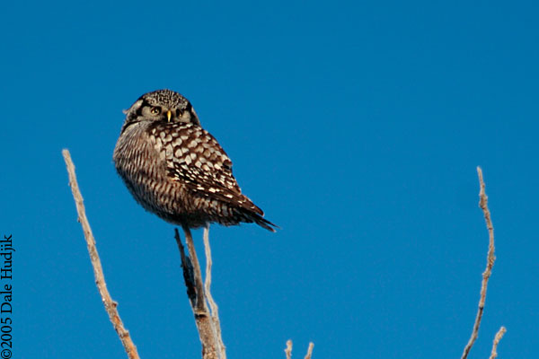 frosty owl