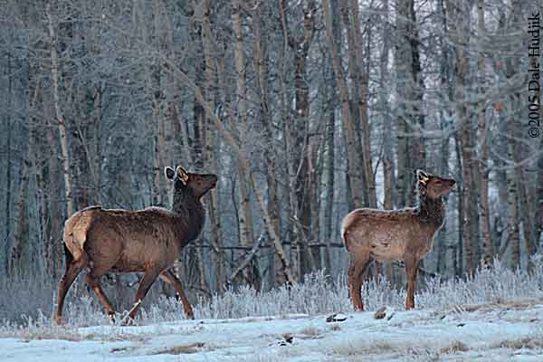 frosty deer