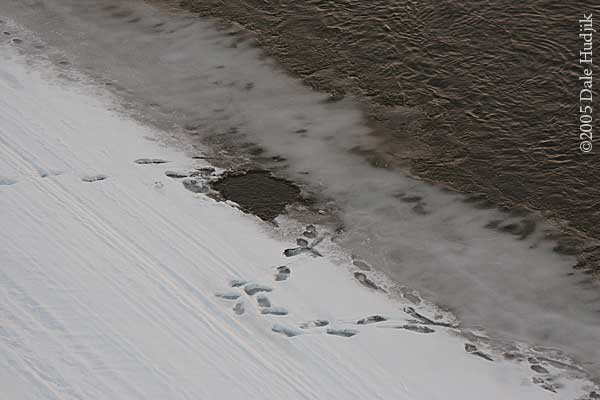 Child falling through ice on river