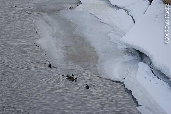 Ducks in icy river