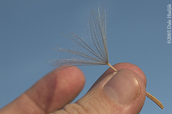 Goats Beard (Tragopogon dubius)