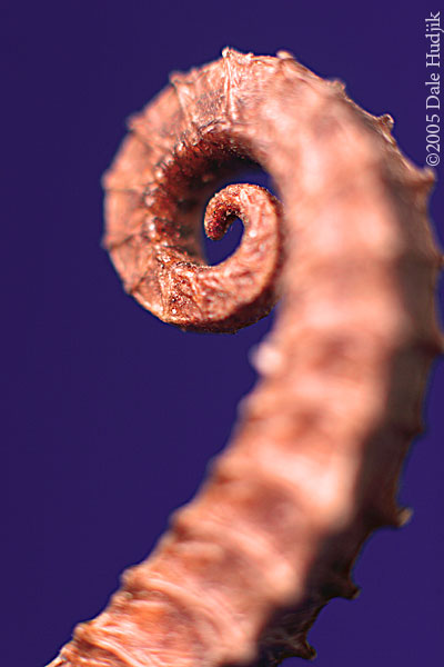 Seahorse Tail
