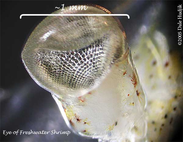 Fresh Water Shrimp Eye