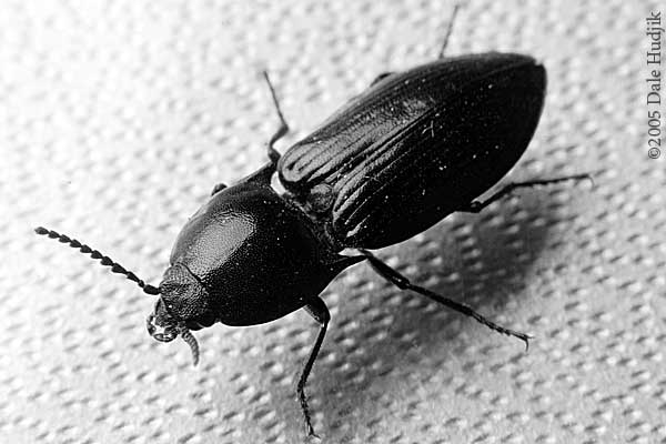 Click Beetle