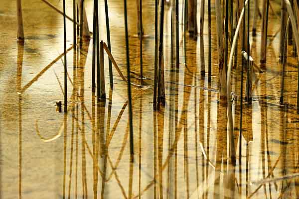 Reflections of reeds