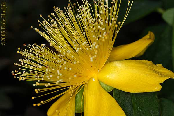 Exotic Yellow Flower