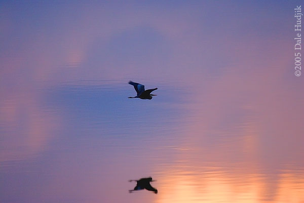 Blue Heron