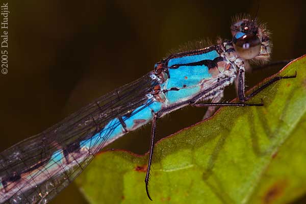 Damselfly