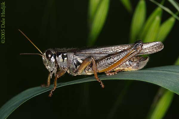 Grass Hoppper