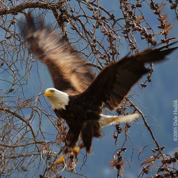 Bald Eagle Flying