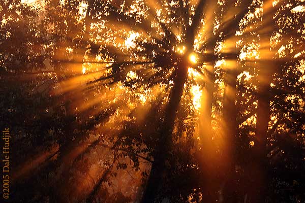 Rays of Sunlight Bursting Through Trees