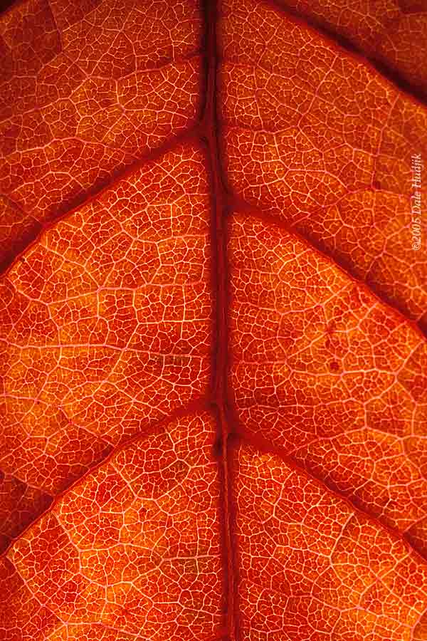 Veins of a Leaf