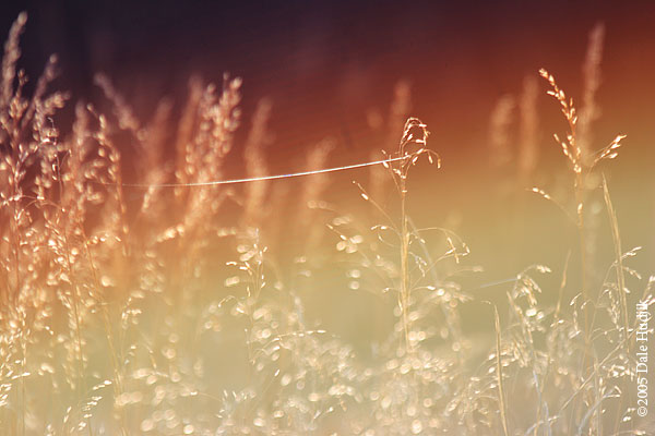 Fiery Light - Spider Web in the Setting Sun.