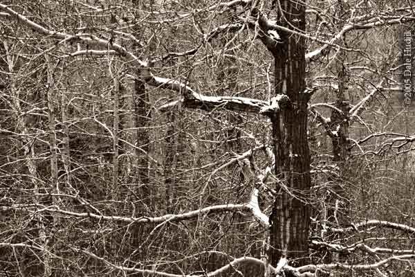 Snowy tree branches