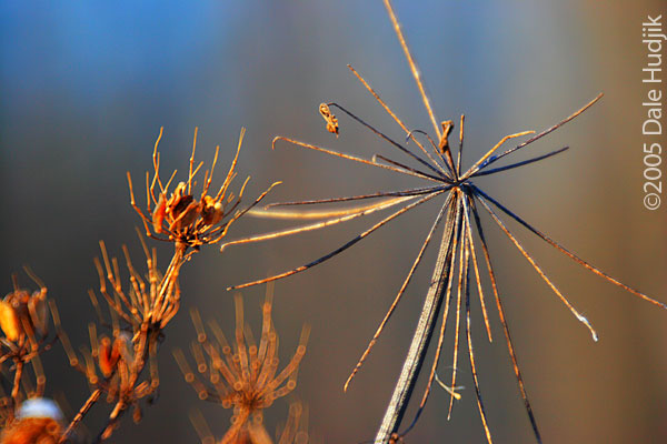 Cow Parsnip