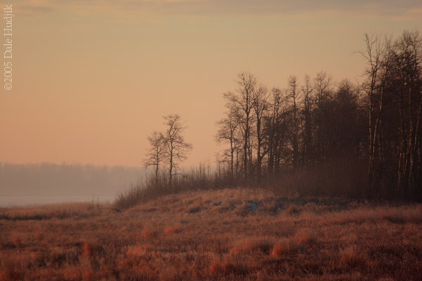 Trees in the Morning Light